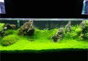 Led Light for Planted Aquarium Growing Hc with Leds the Planted Tank forum