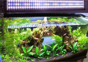 Led Light for Planted Aquarium Live Plants and Lighting In Aquariums