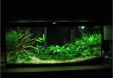 Led Light for Planted Aquarium Low Tech Tank Show and Tell Low Tech Can Be Lush too Fishy