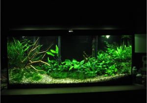 Led Light for Planted Aquarium Low Tech Tank Show and Tell Low Tech Can Be Lush too Fishy