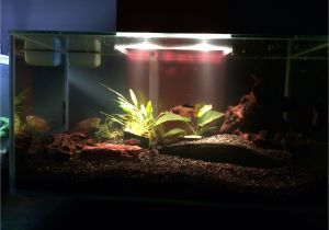 Led Light for Planted Aquarium New Fluval Edge Tank Need Tips the Planted Tank forum