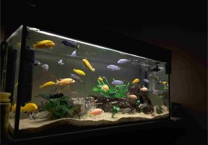 Led Light for Planted Aquarium Understanding Freshwater Aquarium Lighting