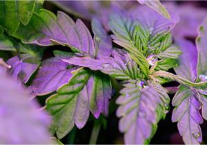Led Lights for Growing Cannabis 10 Mistakes to Avoid when Using Led Grow Lights