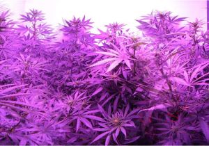 Led Lights for Growing Cannabis Cannabis Grow Light Upgrade Guide Yields Potency Explained
