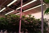 Led Lights for Growing Cannabis Led Grow Lights for Professional Cannabis Growers Bios Lighting