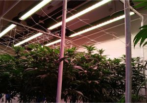 Led Lights for Growing Cannabis Led Grow Lights for Professional Cannabis Growers Bios Lighting
