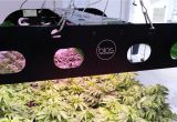 Led Lights for Growing Cannabis Led Grow Lights for Professional Cannabis Growers Bios Lighting