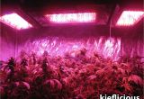 Led Lights for Growing Cannabis What You Need to Start Growing Cannabis Inside Grow Weed Easy
