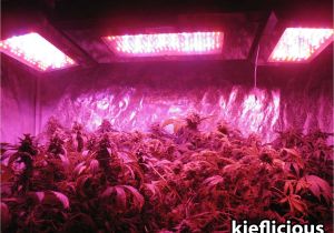 Led Lights for Growing Cannabis What You Need to Start Growing Cannabis Inside Grow Weed Easy