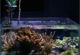 Led Lights for Reef Tank Beautiful Ahermatypic Coral Scape I Dont Usually Appreciate the