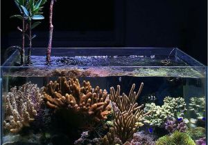 Led Lights for Reef Tank Beautiful Ahermatypic Coral Scape I Dont Usually Appreciate the