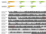 Light Companies In Houston Silencing Of Osgrxs17 In Rice Improves Drought Stress tolerance by