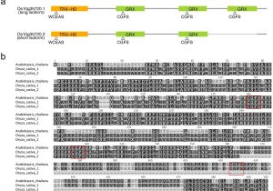 Light Companies In Houston Silencing Of Osgrxs17 In Rice Improves Drought Stress tolerance by