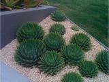 Light Plants for Sale 10 New Perennial Flowers to Plant This Fall Succulents Pinterest