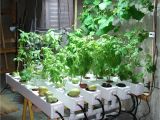 Light Plants for Sale Pin by Charley Bear On Hydroponics In 2018 Pinterest Hydroponic