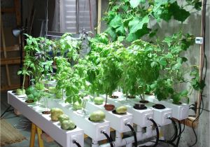 Light Plants for Sale Pin by Charley Bear On Hydroponics In 2018 Pinterest Hydroponic