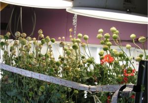 Light Plants for Sale Poppy Pod Plants Growing Indoors Under Hydroponic Lights Poppy
