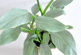 Light Plants for Sale Silver Sword Philodendron Philodendron Hastatum Rare Aroids Europe