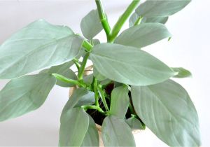Light Plants for Sale Silver Sword Philodendron Philodendron Hastatum Rare Aroids Europe