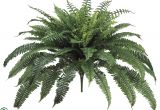 Lighted Palm Tree for Sale Boston Fern Bush Green Pack Of 2 C 312fbps