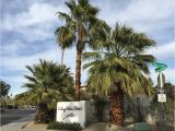 Lighted Palm Tree for Sale Romantic Palm Springs Hotels