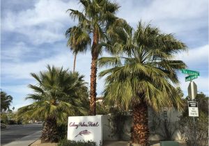 Lighted Palm Tree for Sale Romantic Palm Springs Hotels