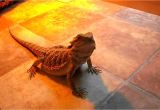 Linoleum Flooring Bearded Dragon My Bearded Dragons New Flooring Youtube
