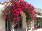 Lowe's Canada Spice Rack Bougainvillea Trellis Ideas Elegant Bouganvilla Arch I Wish I Could