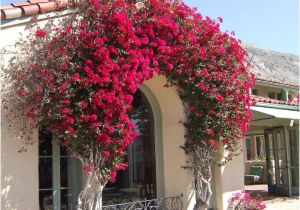 Lowe's Canada Spice Rack Bougainvillea Trellis Ideas Elegant Bouganvilla Arch I Wish I Could