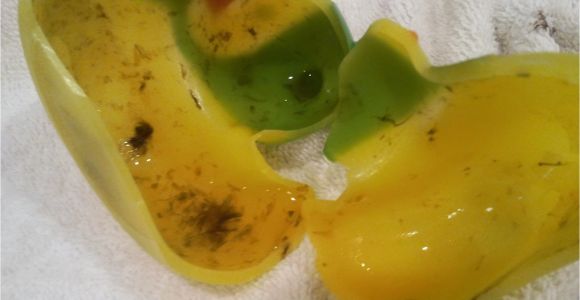 Mold In Baby Bathtub Study Shows toy Rubber Ducks Have Millions Of Bacteria