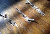 Oak Wood Floor Crack Filler 24 Fabulous How to Repair Gouges In Hardwood Floors