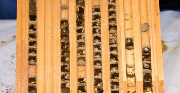 Orchard Mason Bee House Plans Harvesting Mason Bee Cocoons From Tray Bee Hotels Pinterest