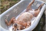 Outdoor Bathtub for Dogs Outdoor Bath Tub On Pinterest