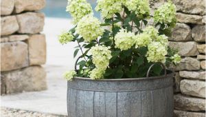 Outdoor Bathtub Planter Galvanised Wash Tub Planters — the Worm that Turned
