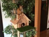 Outdoor Cat House Plans Free Cat House Plans Cat House Plans Unique Cat House Building Plans Od