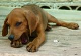 Pet Heat Lamp for Dogs Flinching In Dogs Definition Cause solution Prevention Cost