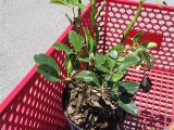Plant Lights Lowes Got A Gold Capella Schefflera for 5 at Lowes because Its Lookin