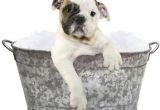 Portable Dog Bathtubs for Sale 23" Puppy Shower Tank Dog Cat Galvanized Steel Portable