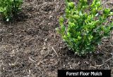 Premium forest Floor Mulch Ground Covers Mulch