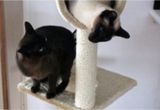 Prevent Cat From Scratching Furniture Keep Your Cats From Destroying Your Furniture