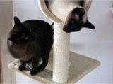 Prevent Cat From Scratching Furniture Keep Your Cats From Destroying Your Furniture