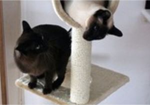 Prevent Cat From Scratching Furniture Keep Your Cats From Destroying Your Furniture
