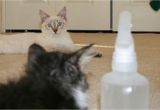 Prevent Cat From Scratching Furniture Keep Your Cats From Destroying Your Furniture