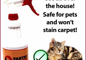 Prevent Cat From Scratching Furniture Luxury Diy Spray to Keep Cats Off Furniture Mllongisland Com