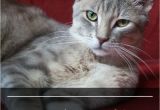 Prevent Cat From Scratching Furniture My Cats Scratching Furniture How Can I Keep Claws Off the Couch