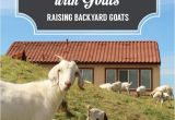 Pygmy Goat Hay Rack 15 Best Hay Feeder Images On Pinterest Raising Goats Farms and