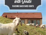 Pygmy Goat Hay Rack 15 Best Hay Feeder Images On Pinterest Raising Goats Farms and