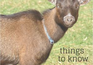 Pygmy Goat Hay Rack Considering Nigerian Dwarf Goats for Your Homestead Pinterest
