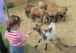 Pygmy Goat Hay Rack How to Raise and Care for Pygmy Goats