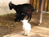 Pygmy Goat Hay Rack How to Raise and Care for Pygmy Goats